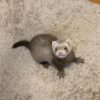 dark-eyed white male ferret kit for sale